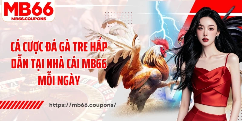 Cá cược đá gà tre hấp dẫn tại nhà cái MB66 mỗi ngày