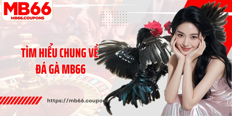 Tìm hiểu chung về đá gà MB66